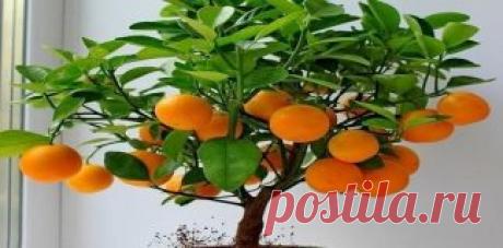 News | Золотые посты