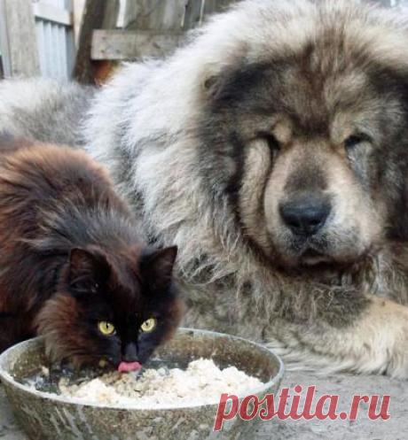 Как кот прикупил себе защитника. Вот же хитрющая тварь, и как только додумался?!