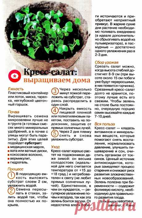 Кресс-салат выращиваем дома
