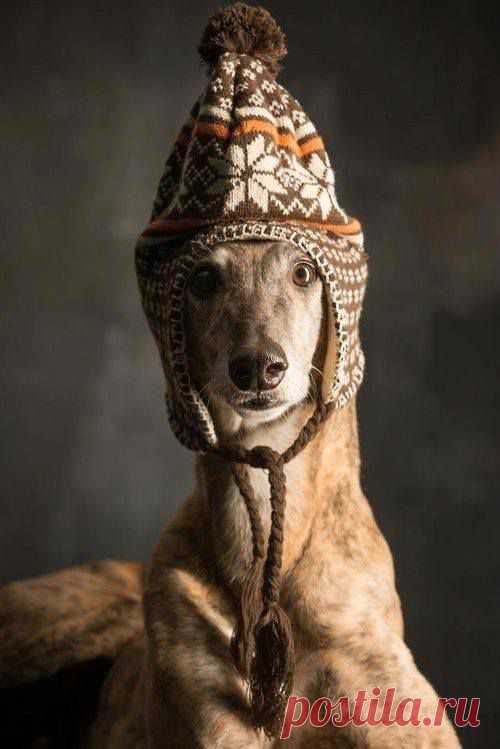 - Гулять? ........ уже мчусь!!!!!