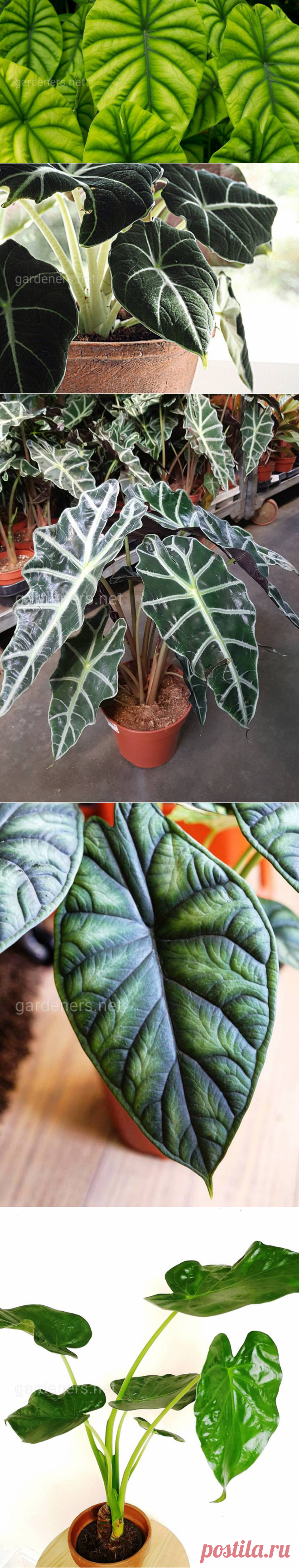 Алоказия: виды и сорта. Алоказия Сандера, медно-красная, Чёрный Вельвет и другие | Огородники
