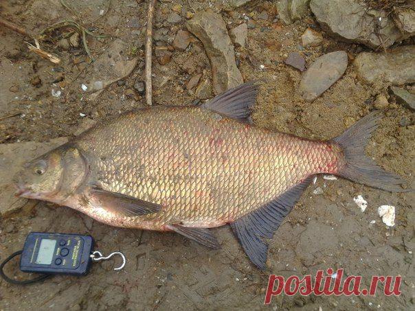 Лещ под двушку. р.Ока, г.Калуга, сентябрь 2015г. / Богатая добыча