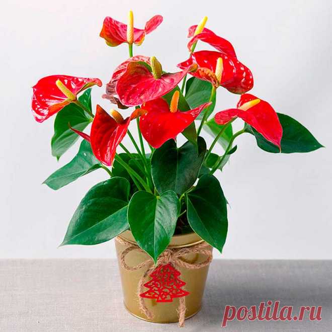 Комнатное растение Антуриум (Anthurium). Обширный род антуриумов включает более 800 видов тропических растений, встречающихся от Северной Мексики до Южной Бразилии. По мнению профессионалов, антуриумы - лидеры комнатных растений из семейства Ароидные. Антуриумы обычно покупают благодаря прекраснейшим украшениям их цветков - так называемым покрывалам. В их центре расположено собственно соцветие, напоминающее толстый "хвостик".