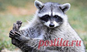 14 волнующих картин Лоры Зомби