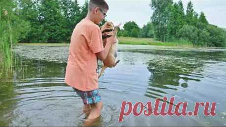 О породе Чихуахуа