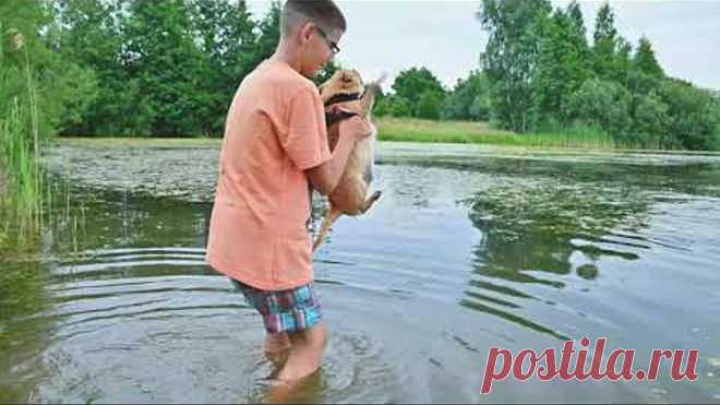 О породе Чихуахуа