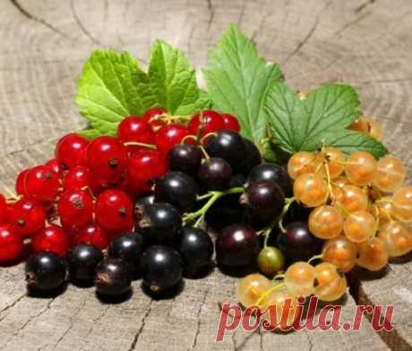 Разноцветная смородина: какую выбрать