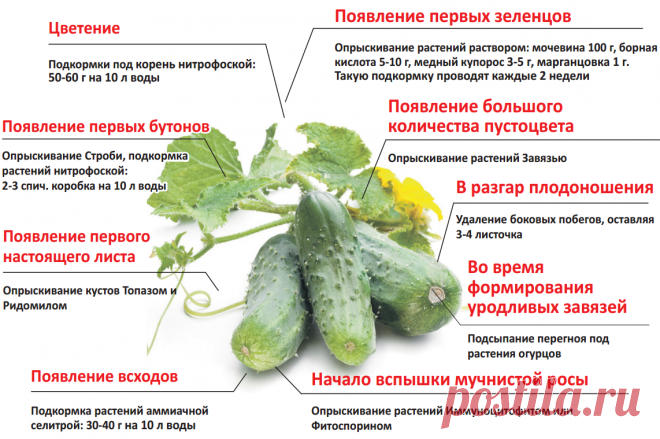 Простой уход за огурцами