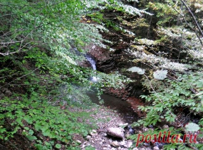 Эхо лесного похода - 15 Сентября 2015 - Персональный сайт