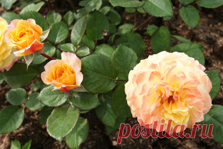 s-17950.JPG (3504×2336)