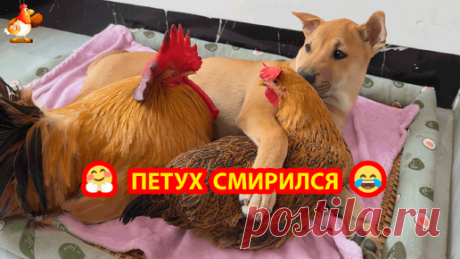 Старый Петух удивился поведению любимой Жены 😮 Но решил присоединиться к Щенку и Курочке в лежаночке ❣️🤗😂 | Курочка | Дзен