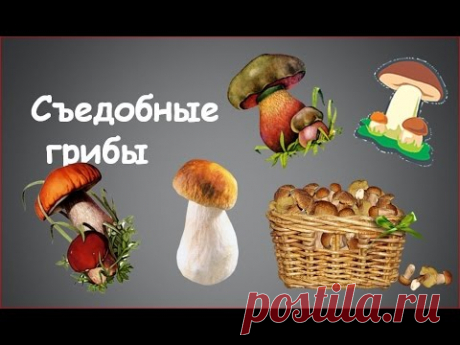 Какие грибы съедобные. Фотографии и названия