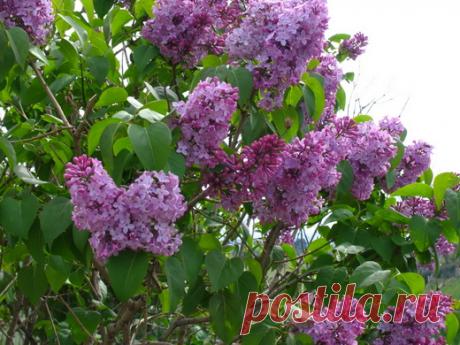 Сиреневый сахар - Садоводка