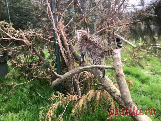 News — Wildcat Haven