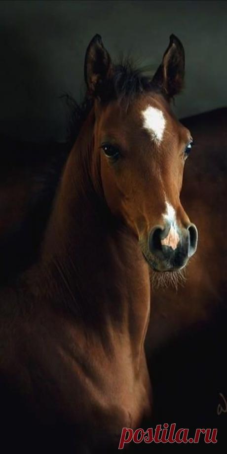 Найдено на сайте cristybel.tumblr.com.