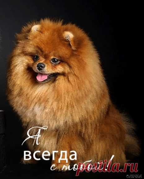 Животные - Анимация - Каталог статей - АниматоРус