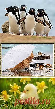 Svetlana Minelli: Зверье мое | Постила.ru