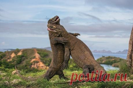 В Индонезии закрывают остров Комодо - родину самых крупных варанов в мире | Туризм