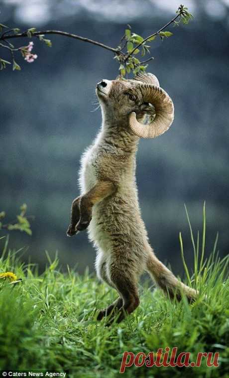 (1) Pinterest