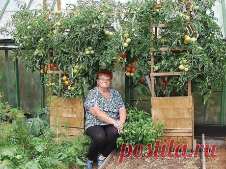 (86) Одноклассники