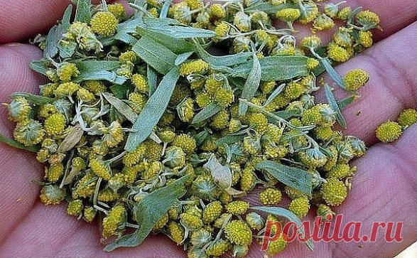 Полынь - лекарство от многих болезней!
Полынь - это сильнейшее средство дано для быстрого приведения больных в порядок.
Лечение полынью очищает тело от всяких вредных организмов, находящихся в нем (это разного рода простейшие - трихомонады, хламиды, герпес, кандида, лямблии, эхинококковая инфекция)., излечивает бессоницу, нервные болезни и восстанавливает обмен веществ, в результате чего исчезает ожирение и лишний вес.
Полынная терапия снимает почти все воспалительные процессы, особенно при п