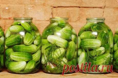 Незабываемые на вкус огурчики в пражской заливке