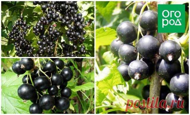 5 кг ягод с куста – это реально! Самые крупные сорта черной смородины | Смородина, крыжовник (Огород.ru)