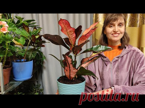КАК ПРАВИЛЬНО ПЕРЕСАДИТЬ КРОТОН (КОДИЕУМ)???