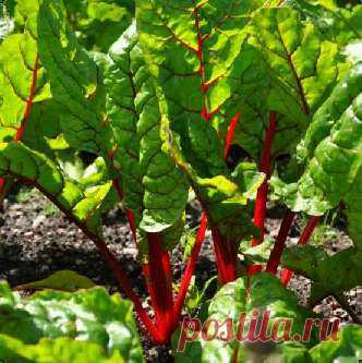 Мангольд, выращивание