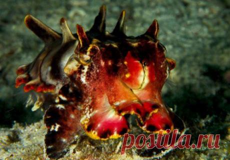 Топ-25 животных с самыми странными защитными механизмами | Разно Всяко