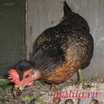 Самые полезные кормовые добавки и витамины для кур: рейтинг