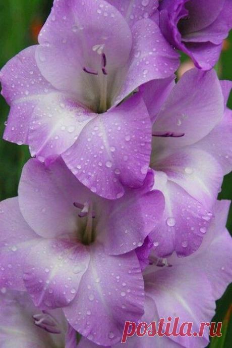 Gladiolus