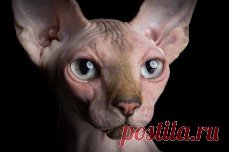 Завораживающие портреты бесшёрстных кошек | Чёрт побери Испанский фотограф Алисия Риус увлеклась портретами бесшёрстных кошек ещё в 2013 году. С тех пор грациозные сфинксы стали для неё главным источником творческого вдохновения.   Фотограф постоянно находится в поиске новых «моделей» – она разыскивает кошек данной породы по всему миру.  Работы Алисии приобрели популярность в 2015 году. После этого, она долгое время трудилась над созданием проекта под названием «Загадочная...