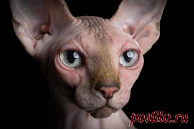 Завораживающие портреты бесшёрстных кошек | Чёрт побери Испанский фотограф Алисия Риус увлеклась портретами бесшёрстных кошек ещё в 2013 году. С тех пор грациозные сфинксы стали для неё главным источником творческого вдохновения.   Фотограф постоянно находится в поиске новых «моделей» – она разыскивает кошек данной породы по всему миру.  Работы Алисии приобрели популярность в 2015 году. После этого, она долгое время трудилась над созданием проекта под названием «Загадочная...