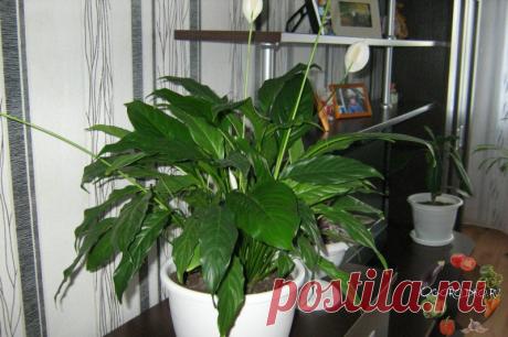 Спатифиллум – уход в домашних условиях, проблемы при выращивании, секрет цветения + фото