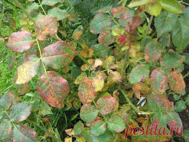 От ржавчины, пятнистости и мучнистой росы смешайте:

1 столовую ложку соды
1 чайную ложку мягкого средства для мытья посуды
1 столовую ложку растительного масла
1 таблетку растворенного аспирина
4,5 л воды