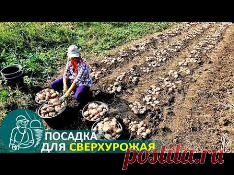 Посадка картофеля с травой без окучивания 🚀 Выращивание по технологии Гордеевых