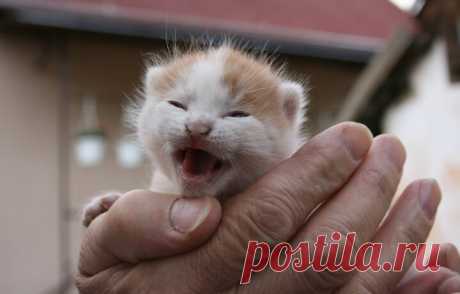 Чем кормить котенка месячного возраста: рацион и техника вскармливания