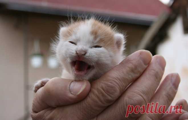 Чем кормить котенка месячного возраста: рацион и техника вскармливания