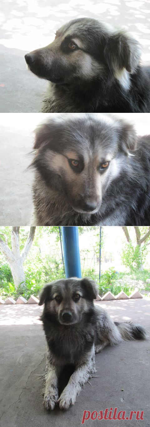 Грошики фантазий: Сирко-собакевич.