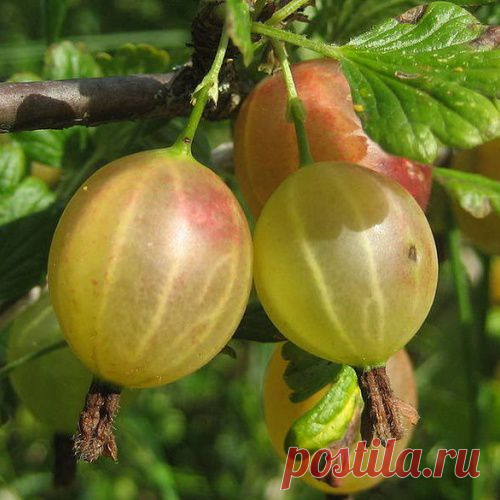 7 самых вкусных сортов крыжовника