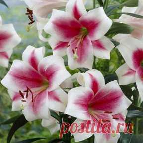 Лилия Триумфатор – триумф ярких красок и свежих ароматов! Лилии… Эти великолепные цветы с неповторимым ароматом – беспроигрышный подарок любой женщине. А если выращивать их в своём саду – то наслаждаться безупречной красотой лилий и их пьянящим запахом можно весь сезон. Сорт Триумфатор назван так не зря: горделивые, величественные крупные цветы раскроют свои бело-розовые, слегка закручивающиеся лепестки в середине лета, удивляя своей необычной двухцветной окраской. Только представьте, какие буке