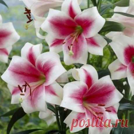 Лилия Триумфатор – триумф ярких красок и свежих ароматов! Лилии… Эти великолепные цветы с неповторимым ароматом – беспроигрышный подарок любой женщине. А если выращивать их в своём саду – то наслаждаться безупречной красотой лилий и их пьянящим запахом можно весь сезон. Сорт Триумфатор назван так не зря: горделивые, величественные крупные цветы раскроют свои бело-розовые, слегка закручивающиеся лепестки в середине лета, удивляя своей необычной двухцветной окраской. Только представьте, какие буке