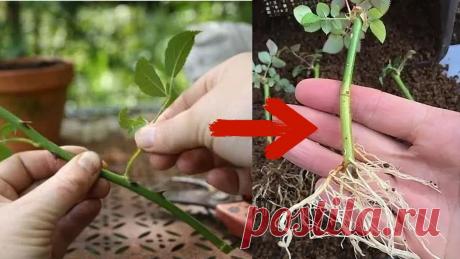 САМЫЙ ЛЕГКИЙ способ УКОРЕНЕНИЯ черенков РОЗ с 100% гарантией В большинстве случаев размножить розы без потери черенков достаточно сложно, особенно капризны те сорта, которые выращивают для срезки на букеты. Такая закон...