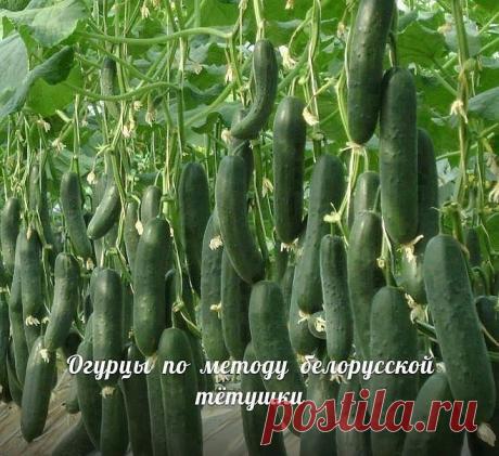 Сажаю огурцы по методу белорусской тётушки