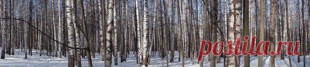 Польза березового сока / Медицина для всех