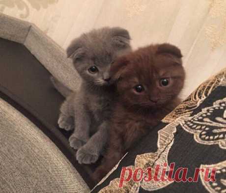 Максимально милые котята