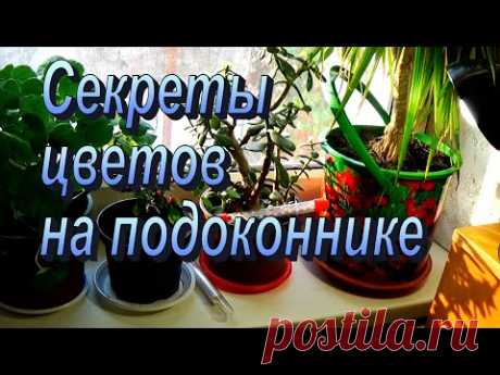 Цветы и черенки  на подоконнике - очень полезная хитрость!!!