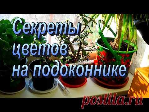 Цветы и черенки  на подоконнике - очень полезная хитрость!!!