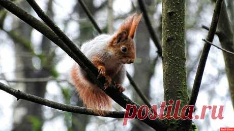 Фото: Белка городского парка.. Фотограф Владимир Милешкин. Фото животных. Фотосайт Расфокус.ру